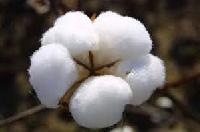 Raw Cotton Manufacturer Supplier Wholesale Exporter Importer Buyer Trader Retailer in Madhya Pradesh Madhya Pradesh India